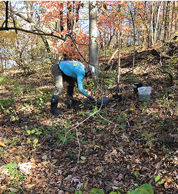 planting witch hazel