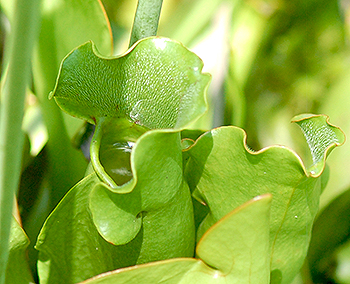Pitcher plant