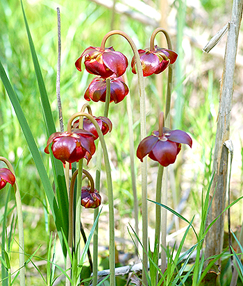 Pitcher plant