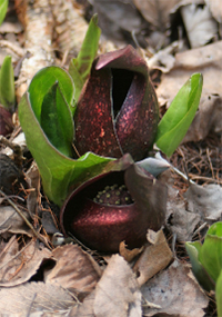 Skunk Cabbage