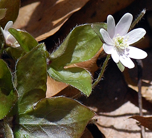 Hepatica flower and leaf