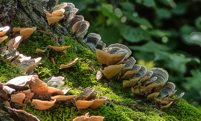 mushrooms on log
