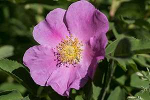 Wild Rose