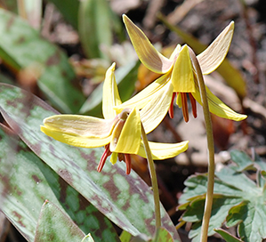 Yellow Trout Lily