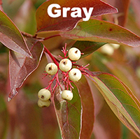 gray dogwood fruit