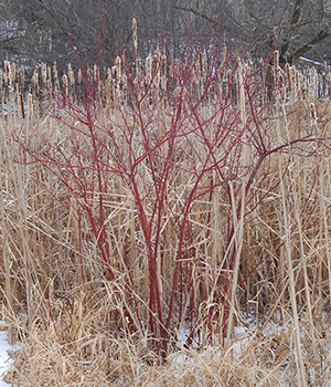 Red osier dogwood in winter