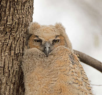 Grat Horned Owl