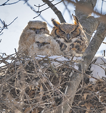 Great Horned Owls