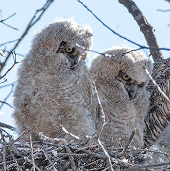 pair of owlets