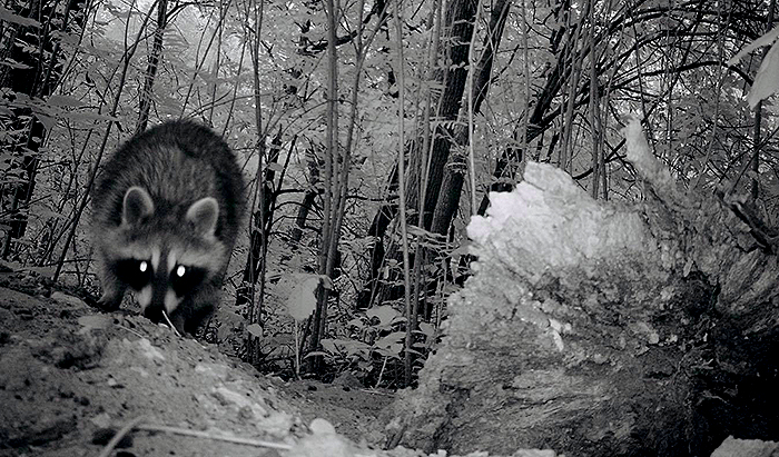 Raccoon caught on trail camera