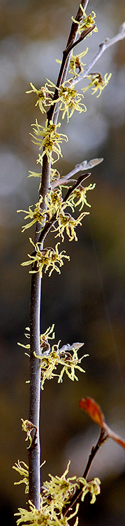 witch hazel blossoms