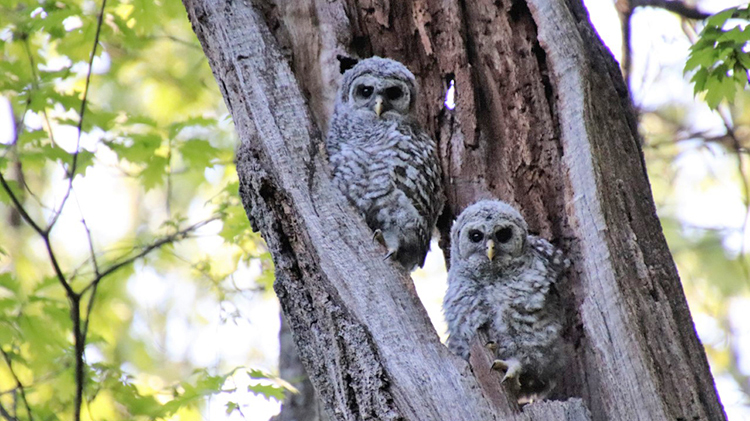 Barred Owlets