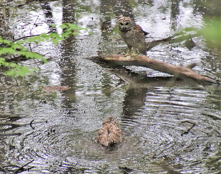 barred owls bathing