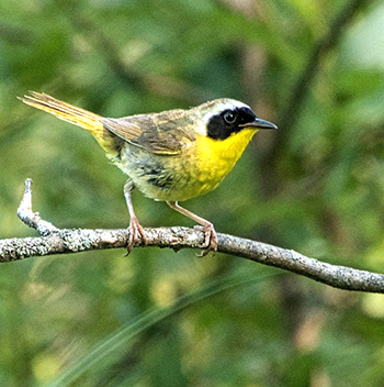 Common Yellowthroat Warbler