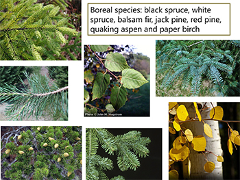 Lee Frelick talk, figure 5