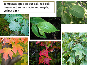 Lee Frelich talk figure 6