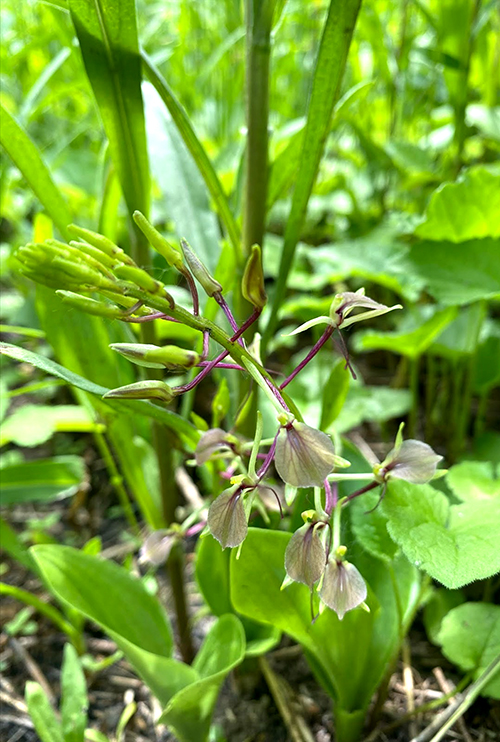 New found Twayblade