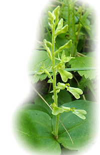 heart-leaved Twayblade