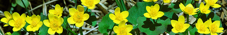Marsh Marigolds