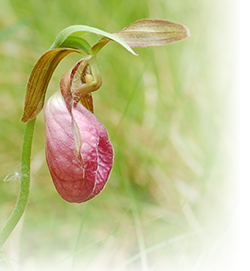 Moccasin Flower