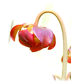 Pitcher Plant