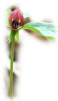 native trilliums in the Garden