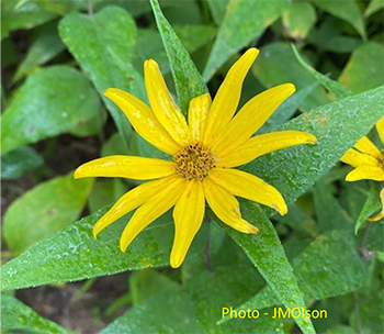 Woodland Sunflower