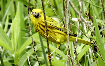 YellowWarbler