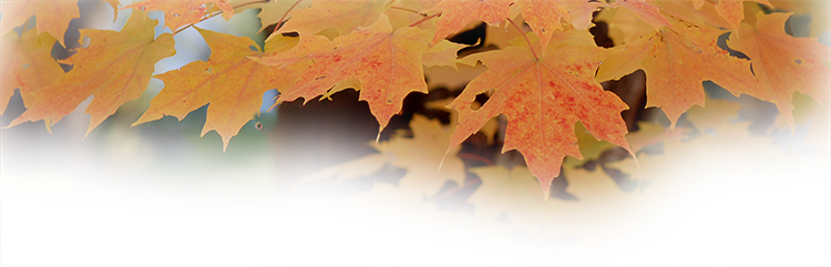 fall maple leaves