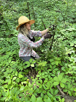 volunteer stripping buckthorn new growth