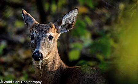 White-tailed deer
