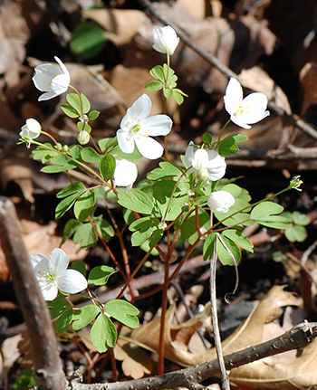 False Rue Anemone
