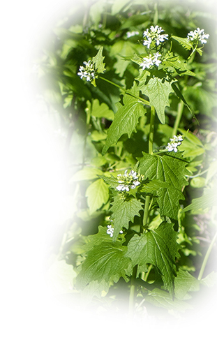 Garlic Mustard plant