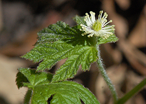 Goldenseal