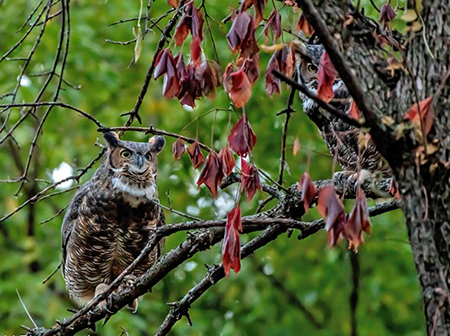 Great Horned Owl in tree