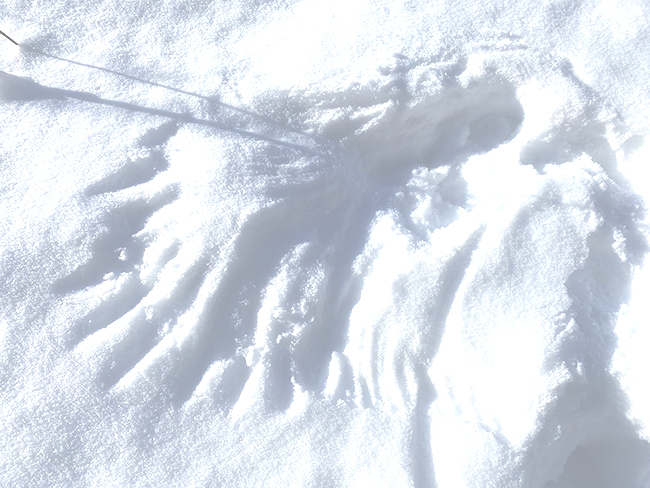 Owl wing mark in the snow