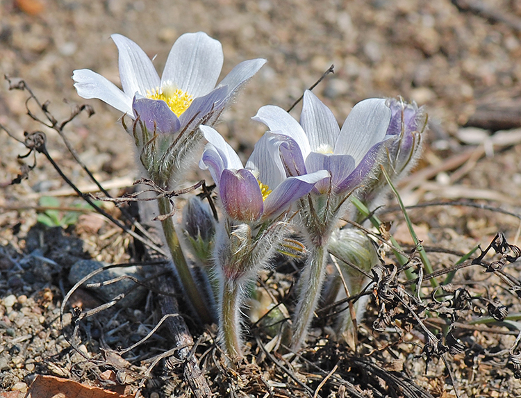 Pasque Flower