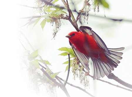 Scarlet Tanager
