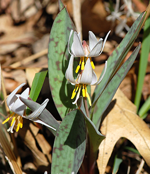 White Trout Lily
