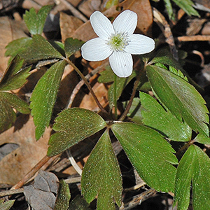 Wood Anemone