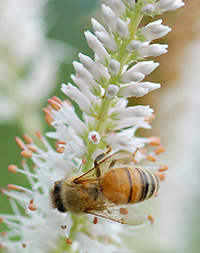 bee on culver root