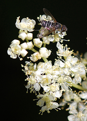 bee on queen of the meadow