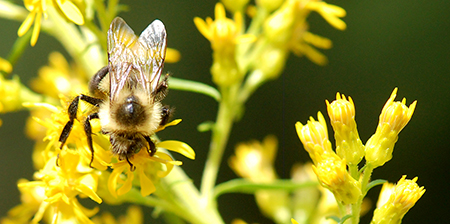 bee on stiff goldenrod