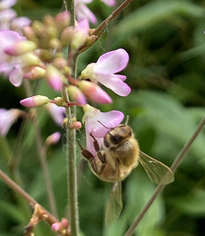 bee on ticktrefoil