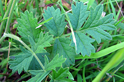 Burnet saxifrage rosette