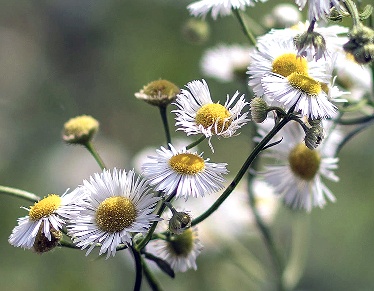 daisy fleabane