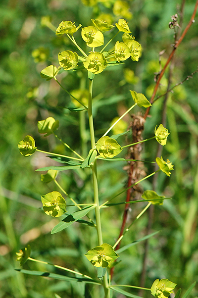 Leafy spurge