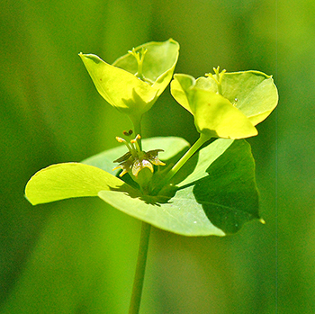 leafy spurge cythium