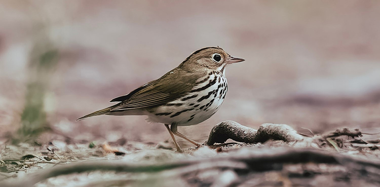 Ovenbird