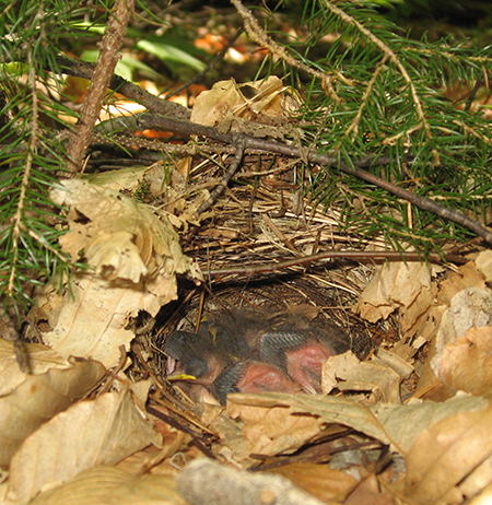 nest